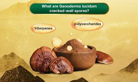 How Ganoderma Spore Powder Is Used in Immune Supplements?